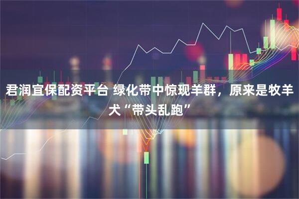 君润宜保配资平台 绿化带中惊现羊群，原来是牧羊犬“带头乱跑”